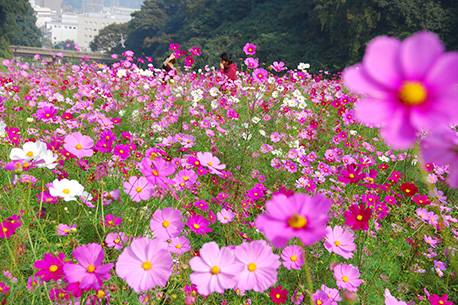 くりはま花の国