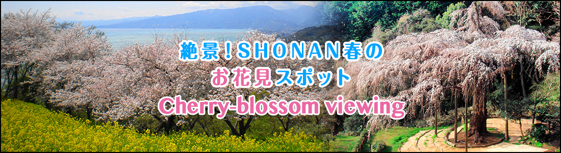 絶景！SHONAN春のお花見スポットのイメージ