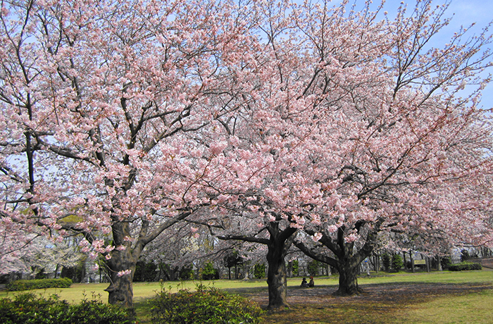 大庭城址公園のイメージ