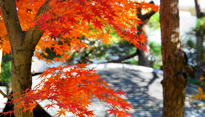 一条恵観山荘の紅葉アップ