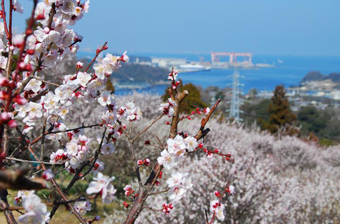 田浦梅林まつり