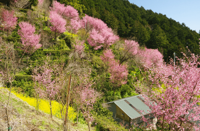 根府川おかめ桜まつり