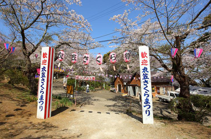 衣笠さくら祭