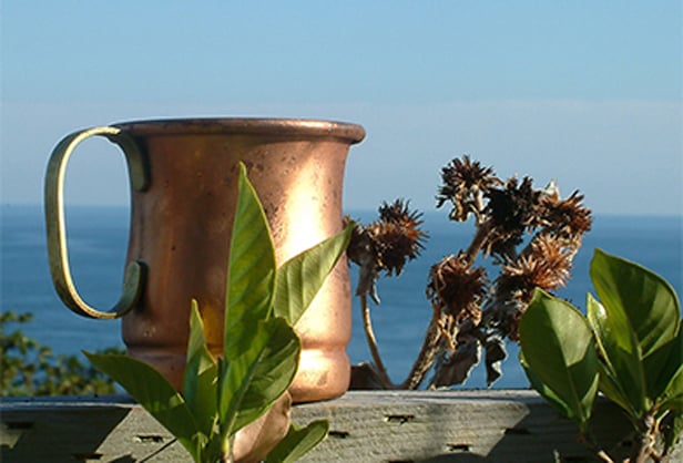 마나즈루의 바다의 은혜의 비밀은 숲에 있었다!