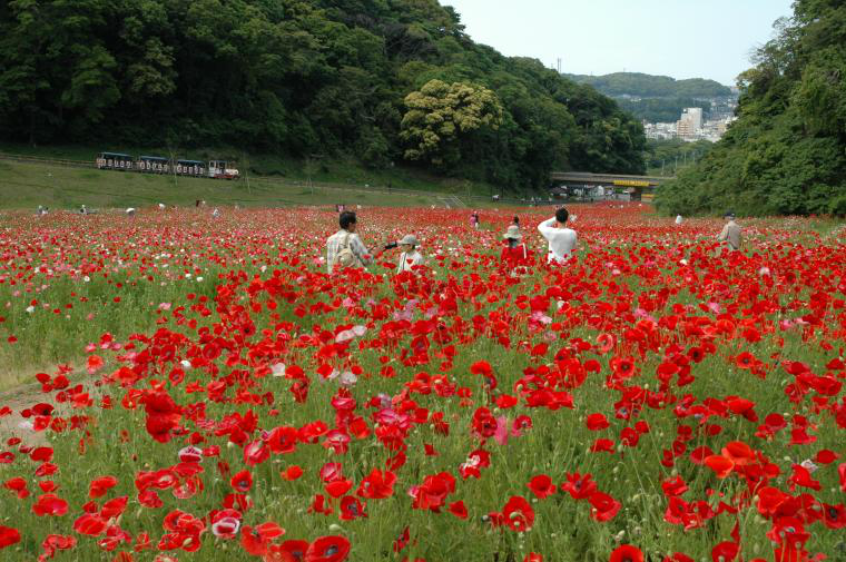 【横須賀市】2019年 くりはま花の国ポピーまつり