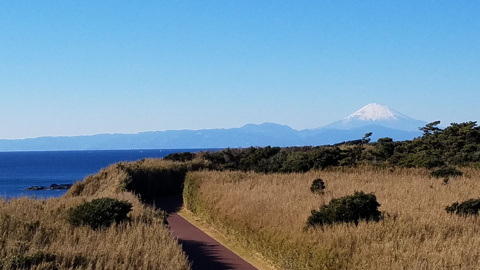 [三浦市]在两星级米其林指南“Jogashima”徒步旅行“Kaisuru灯塔”，看看灯塔的内部！