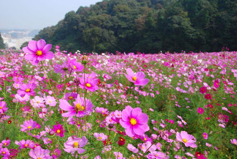 【横須賀市】くりはま花の国コスモスまつり