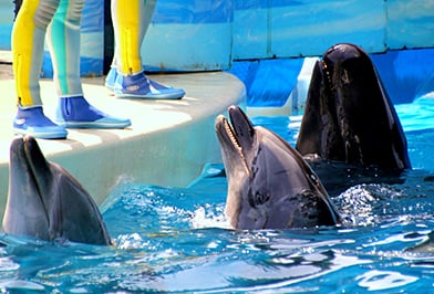 江之岛逗子 情侣之旅